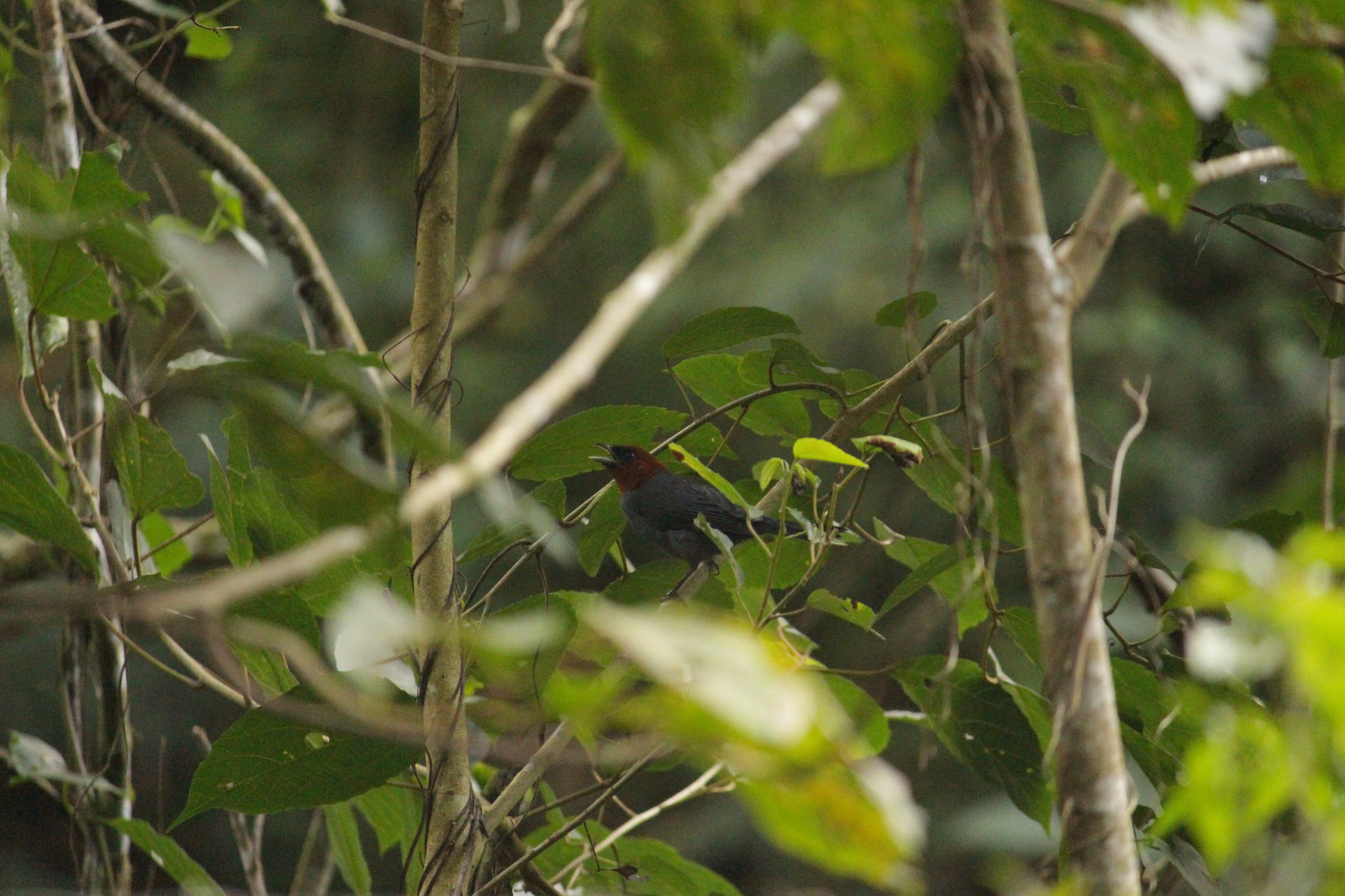 Chestnut-headed Tanager (Thlypopsis pyrrhocoma), photo 6
