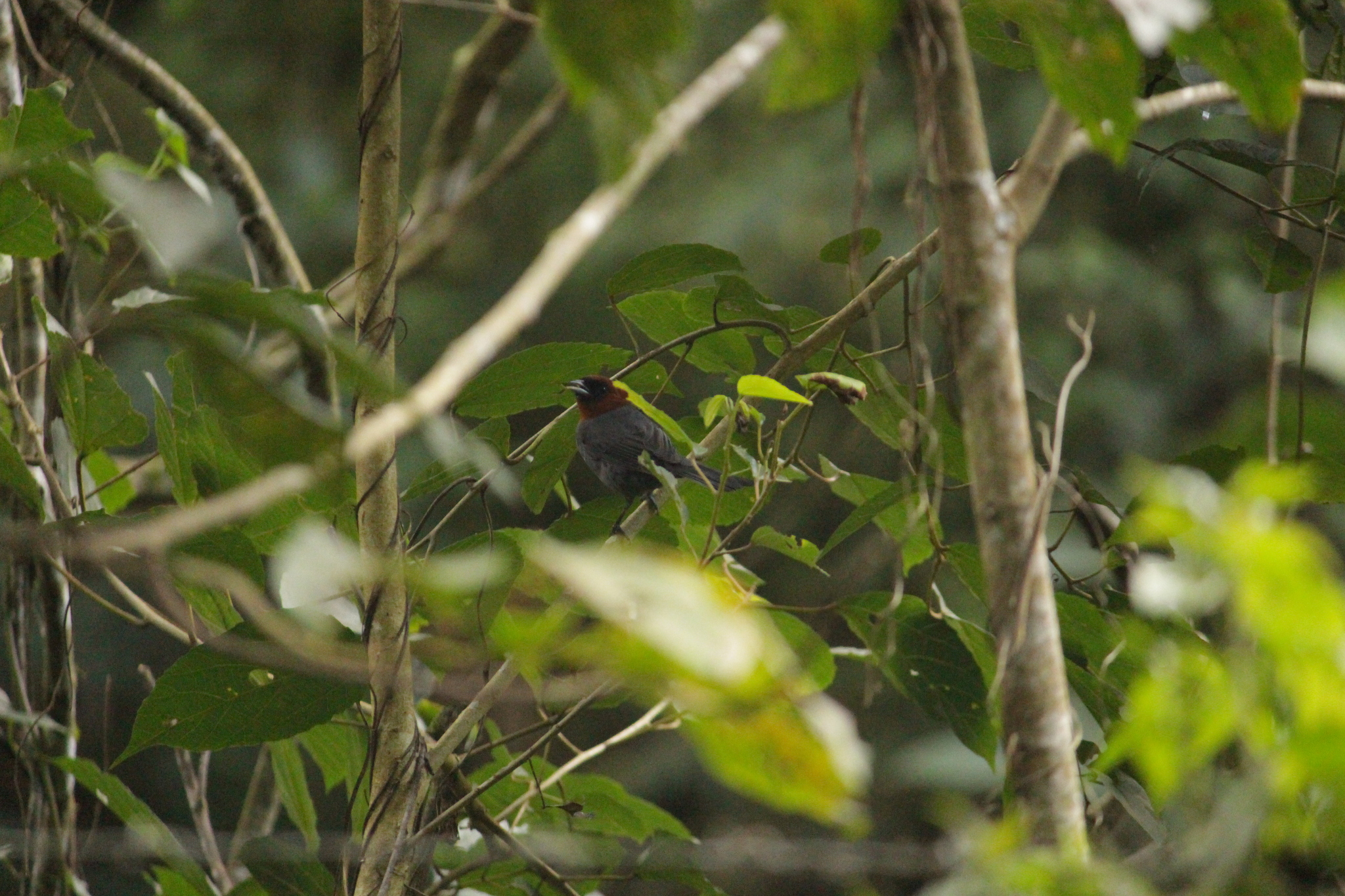 Chestnut-headed Tanager (Thlypopsis pyrrhocoma), photo 3