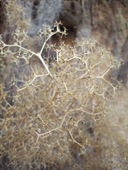 Dysphania incisa, photograph Matias Baranzelli, CC BY, iNaturalist via GBIF