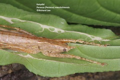 Peracca macritchiensis