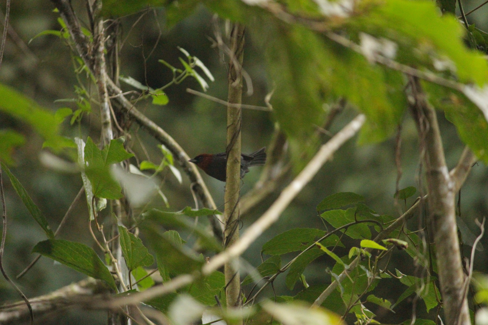 Chestnut-headed Tanager (Thlypopsis pyrrhocoma), photo 7