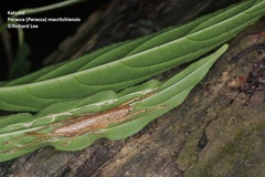 Peracca macritchiensis