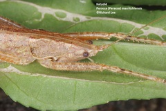 Peracca macritchiensis