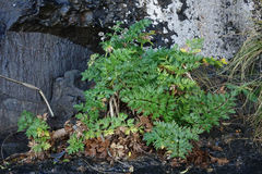 Anisotome lyallii