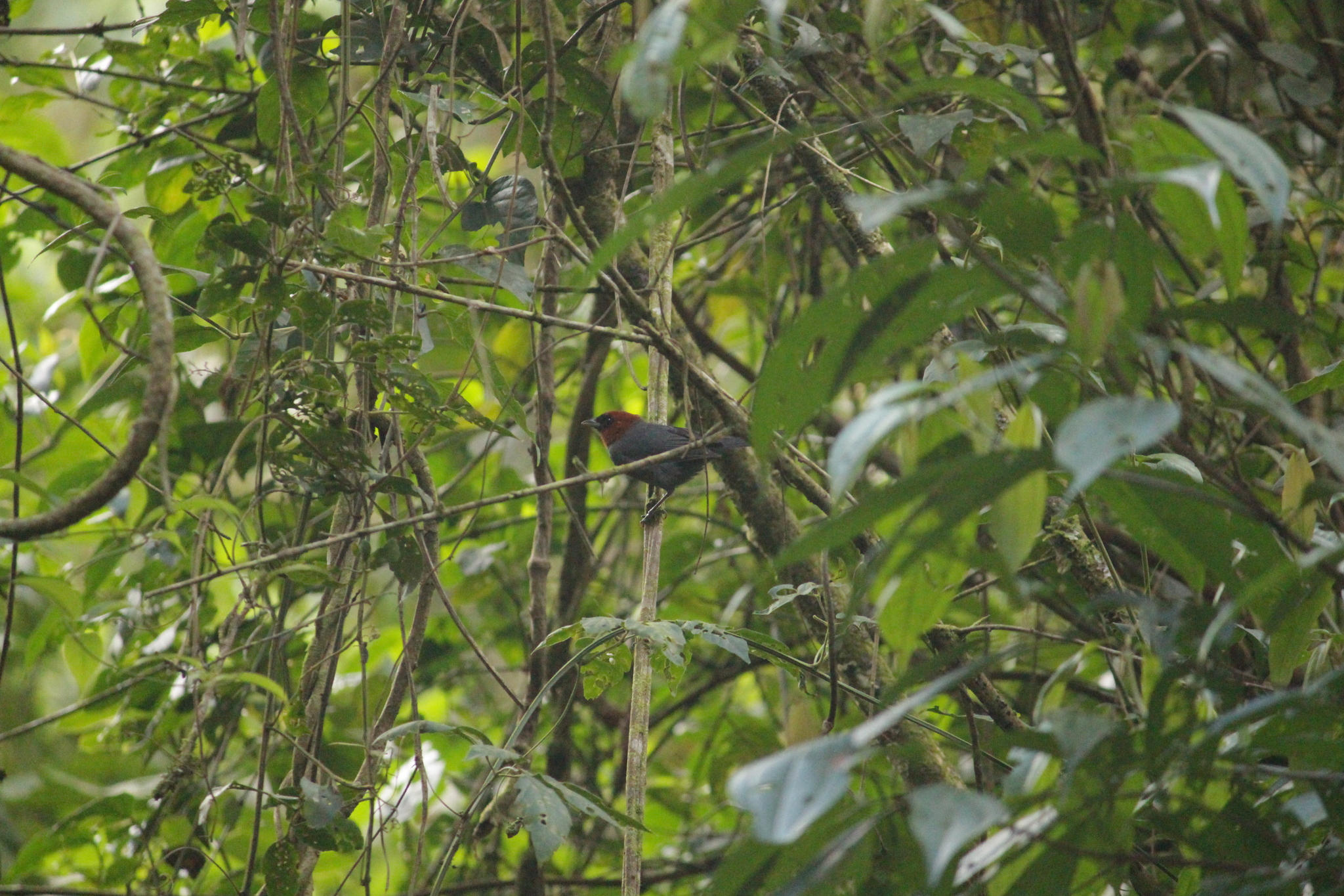 Chestnut-headed Tanager (Thlypopsis pyrrhocoma), photo 8