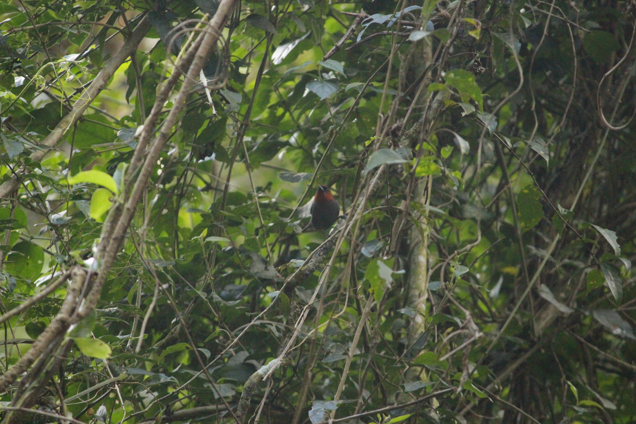 Chestnut-headed Tanager (Thlypopsis pyrrhocoma), photo 9