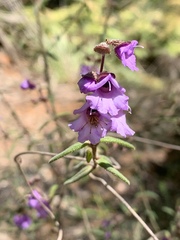 Prostanthera hirtula
