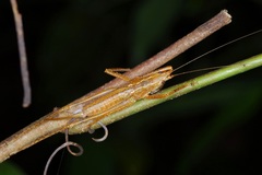 Peracca macritchiensis