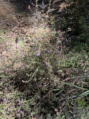 Prostanthera hirtula