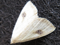 Rivula sericealis