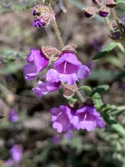 Prostanthera hirtula