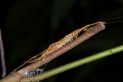 Peracca macritchiensis