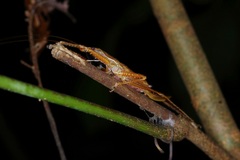 Peracca macritchiensis