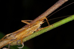 Peracca macritchiensis