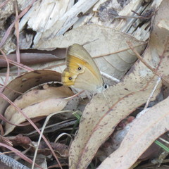 Hypocysta irius