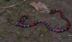 Micrurus filiformis