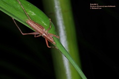 Peracca macritchiensis