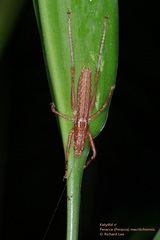 Peracca macritchiensis