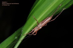 Peracca macritchiensis