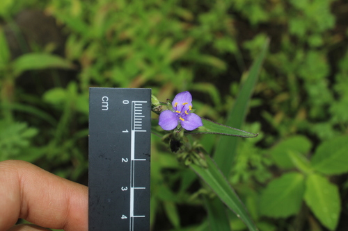 Tradescantia crassifolia, photograph 4