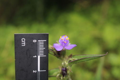 Tradescantia crassifolia, photograph 3