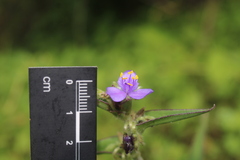 (c) Ricardo Betancourt Sánchez, some rights reserved (CC BY) Tradescantia crassifolia, photograph (c) Ricardo Betancourt Sánchez, some rights reserved (CC BY)