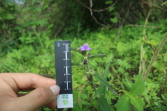 (c) Ricardo Betancourt Sánchez, some rights reserved (CC BY) Tradescantia crassifolia, photograph (c) Ricardo Betancourt Sánchez, some rights reserved (CC BY)