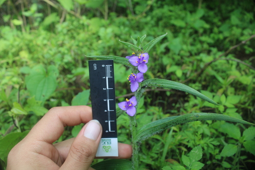 Tradescantia crassifolia, photograph 6