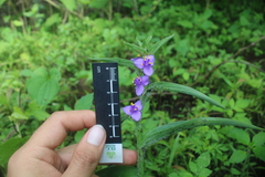 Tradescantia crassifolia, photograph (c) Ricardo Betancourt Sánchez, some rights reserved (CC BY)