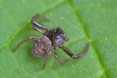 Coriarachne depressa