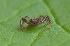 Coriarachne depressa