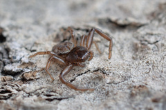 Coriarachne depressa