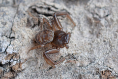 Coriarachne depressa