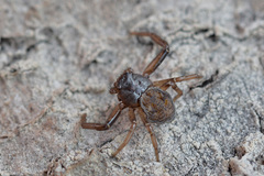 Coriarachne depressa
