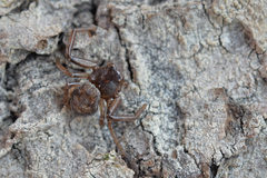 Coriarachne depressa