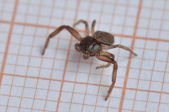 Coriarachne depressa