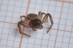 Coriarachne depressa