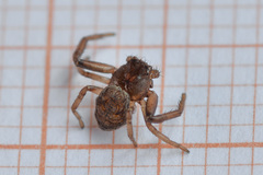 Coriarachne depressa