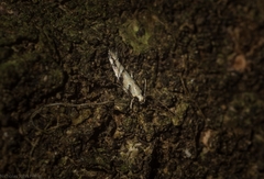 Limnaecia platychlora