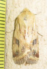 Heliothis scutuligera