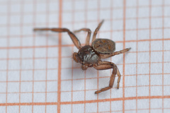 Coriarachne depressa