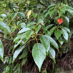 Elaeocarpus japonicus