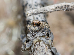 Aelurillus andreevae