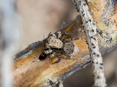 Aelurillus andreevae