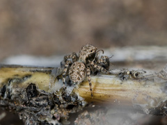 Aelurillus andreevae