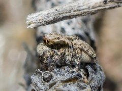 Aelurillus andreevae