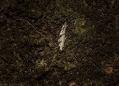 Limnaecia platychlora