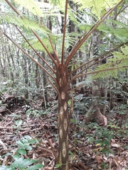 Sphaeropteris novae-caledoniae