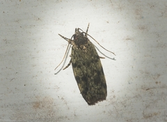 Barea subviridella