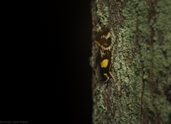 Epithymema helias